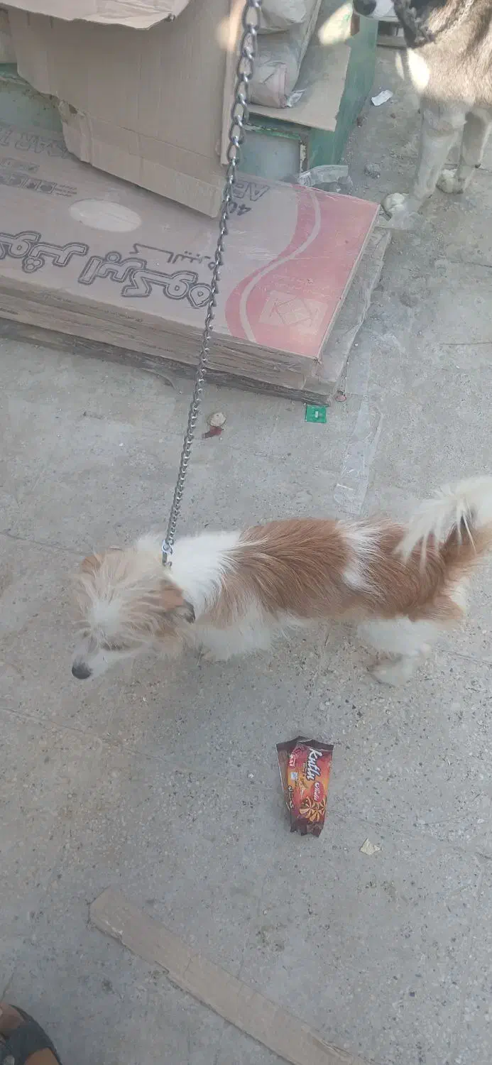 سگ پشمالو|سگ|بندر امام خمینی, |دیوار