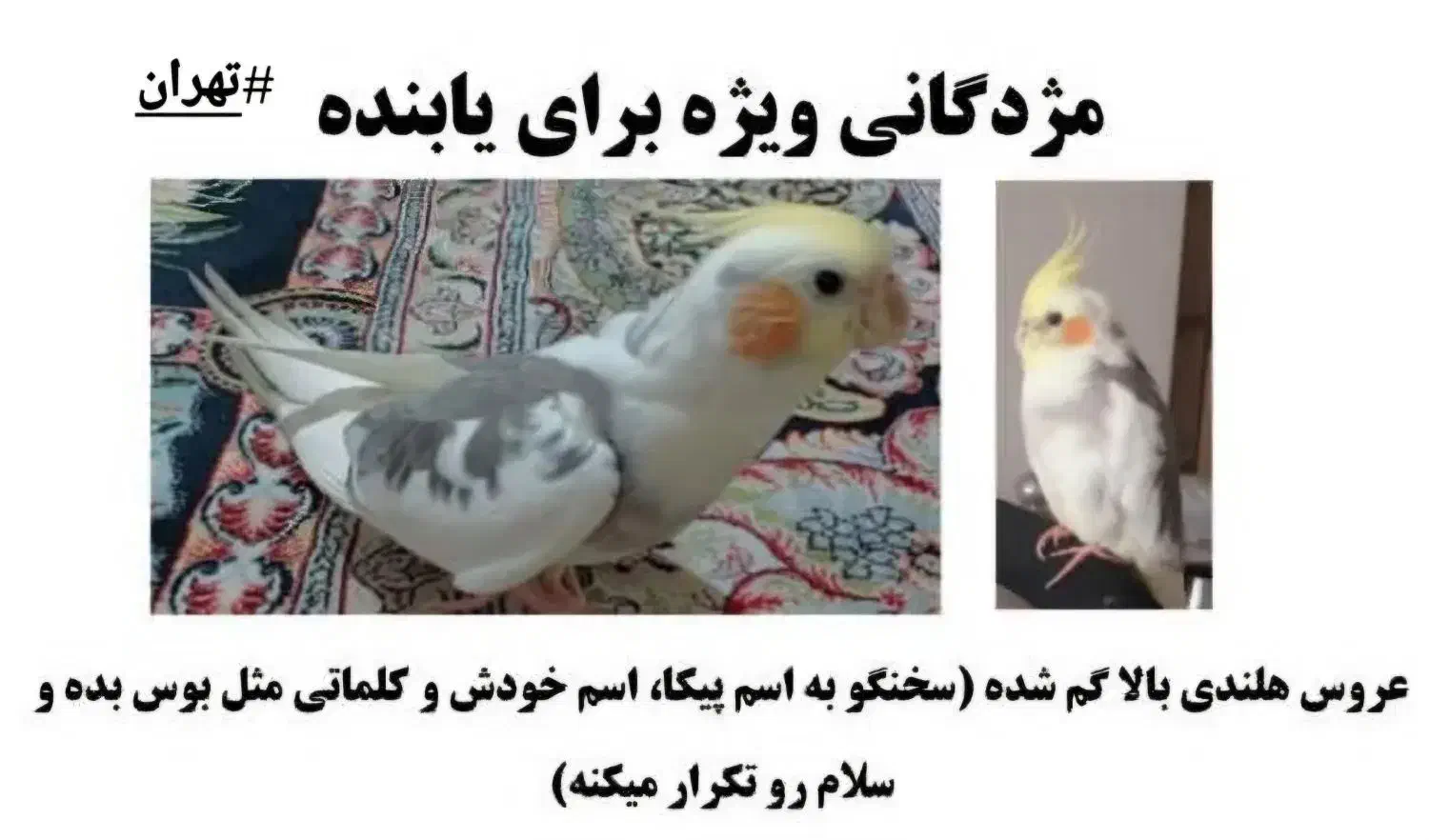 عروس هلندی گمشده مژدگانی ۱۵ میلیون  برای یابنده|پرنده|تهران, مهران|دیوار