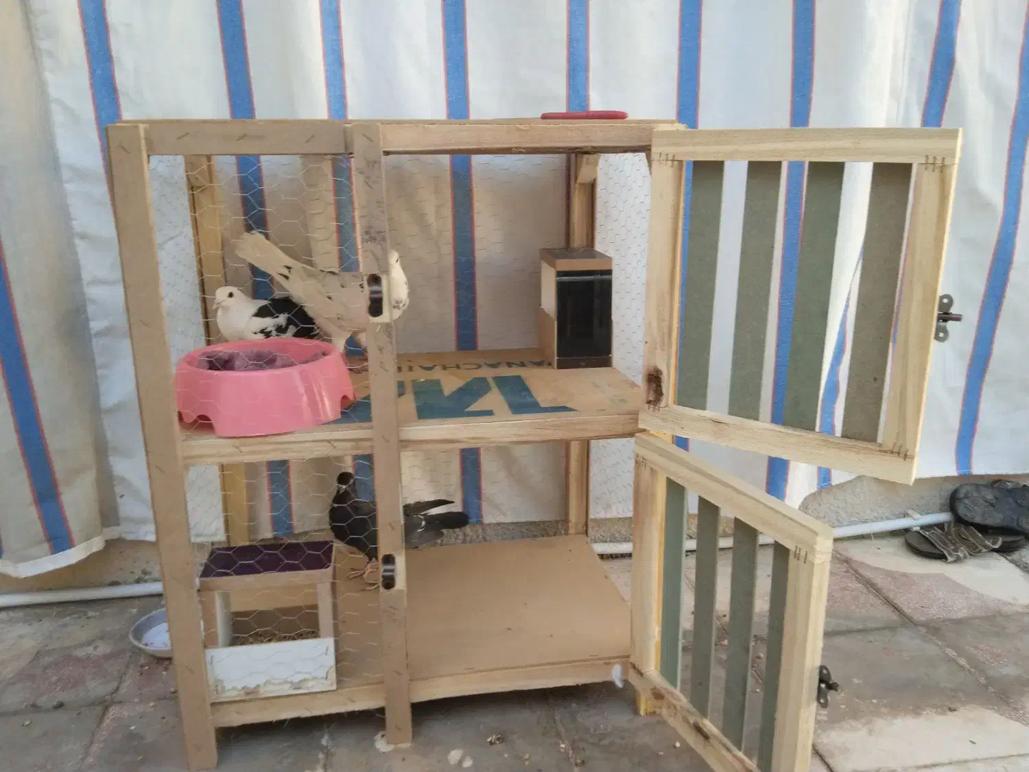 کبوتر|پرنده|شیراز, شیخ علی چوپان|دیوار