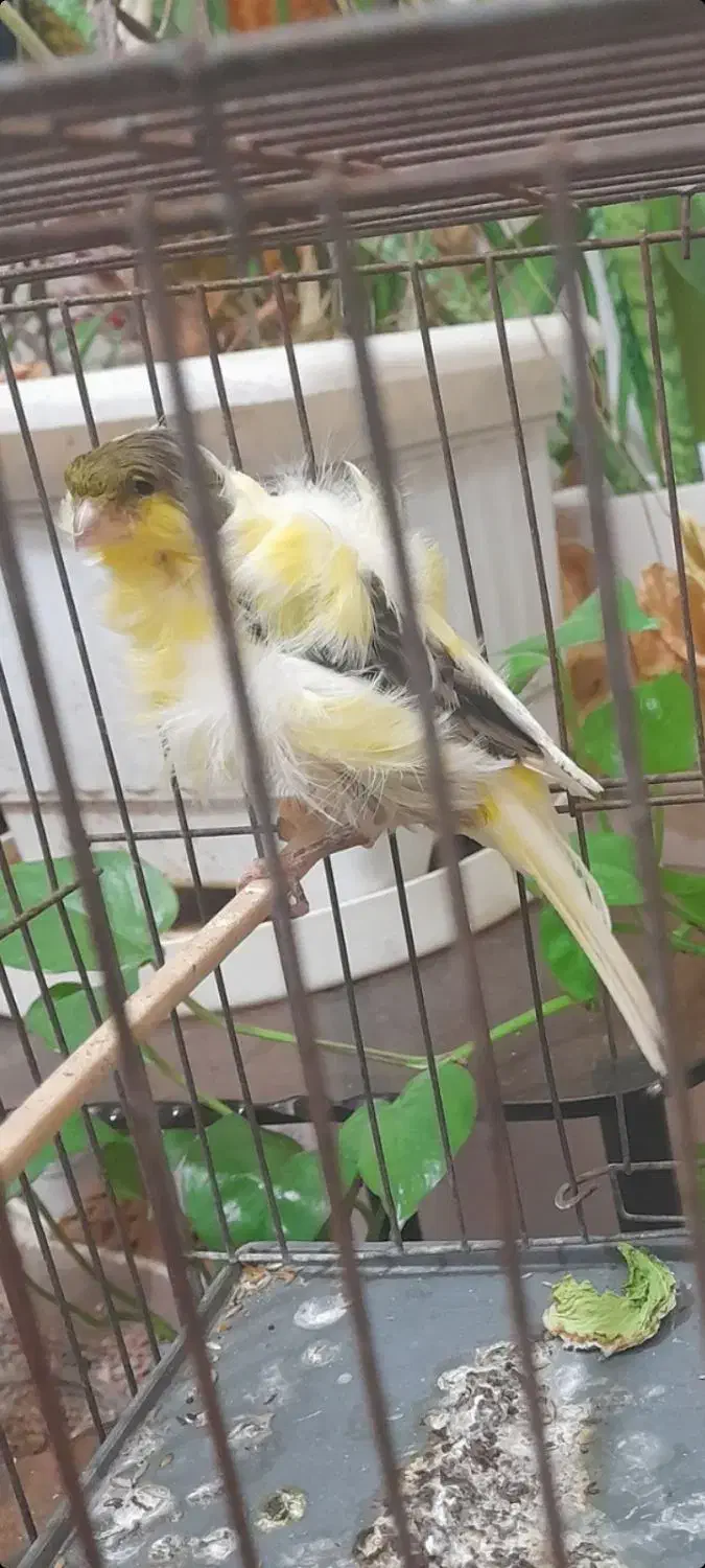 یکعدد ماده قناری فر|پرنده|لواسان, |دیوار