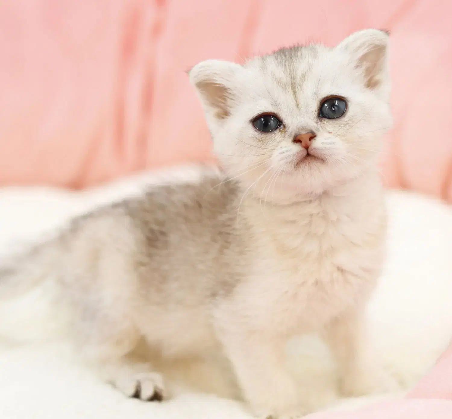 گربه اسکاتیش سیلور|گربه|تبریز, |دیوار