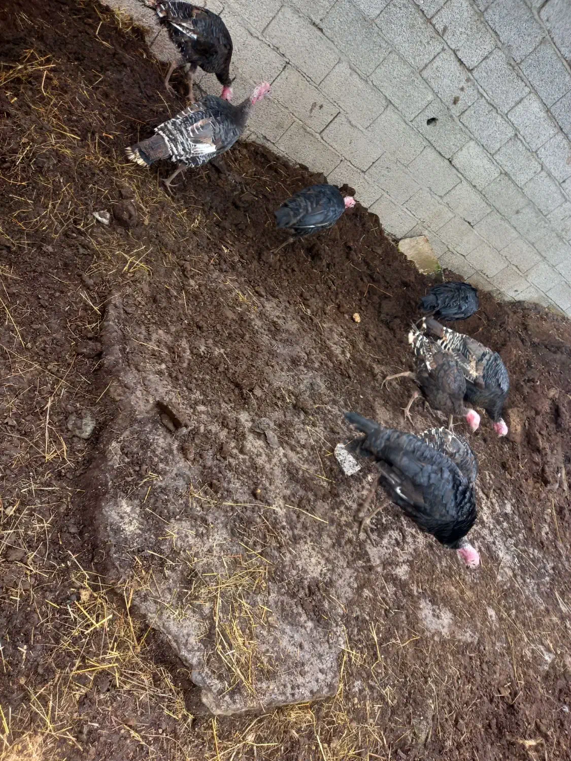 بوقلمون  ۳۵۰|حیوانات مزرعه|تالش, جوکندان|دیوار