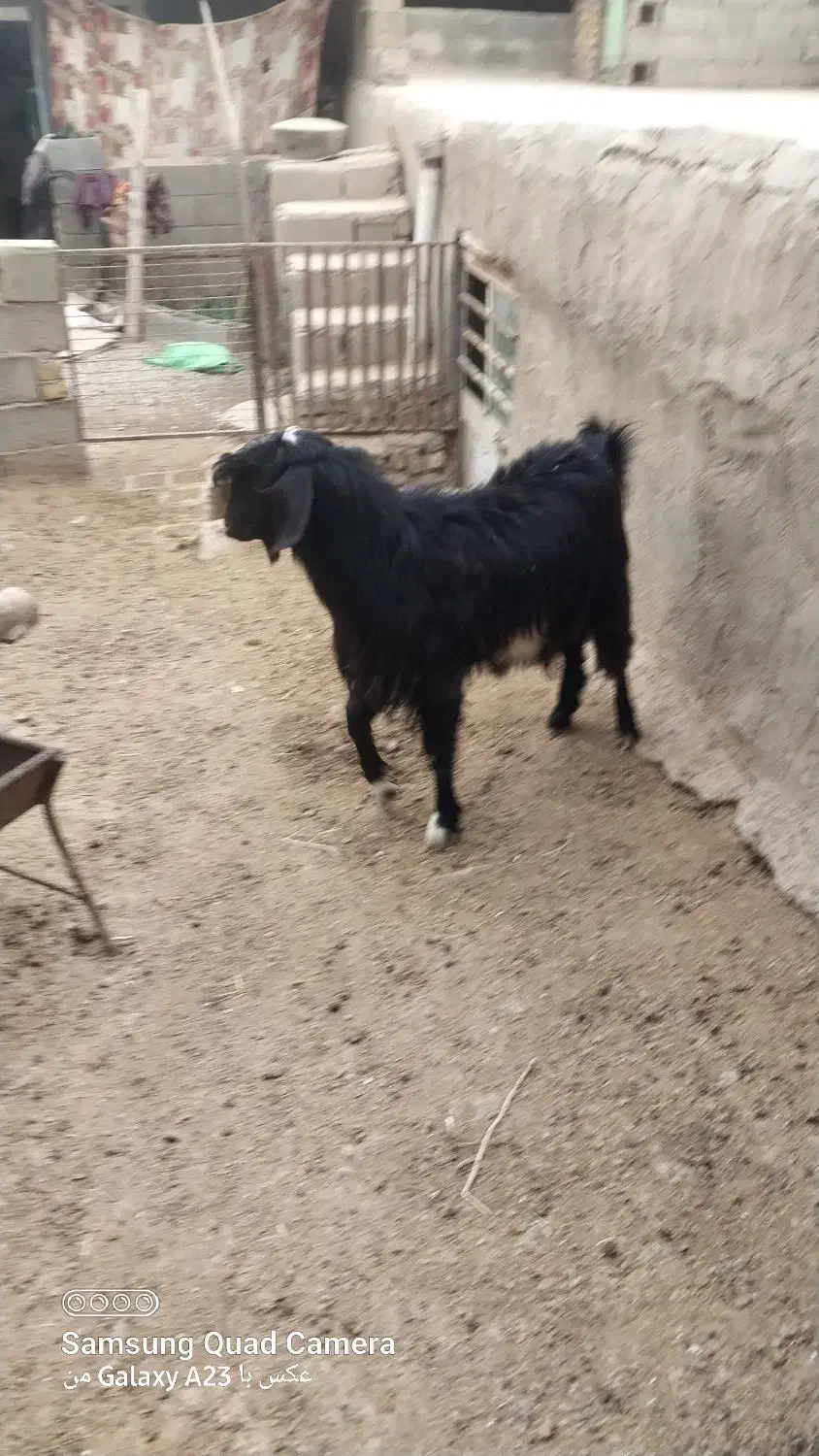 میش ،بز نر|حیوانات مزرعه|گرمخان, |دیوار
