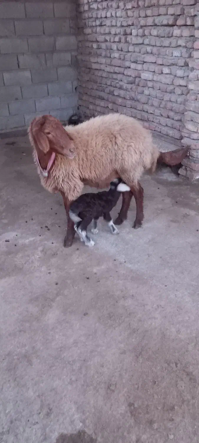 گوسفند بره دار|حیوانات مزرعه|گمیشان, |دیوار