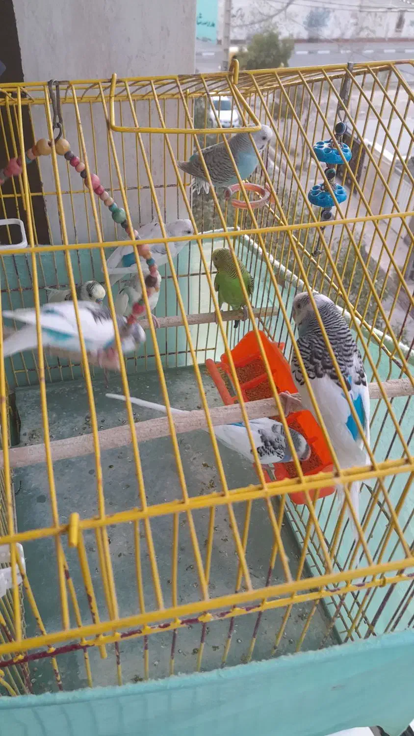 مرغ عشق زیبا|پرنده|گلستان (تهران), |دیوار