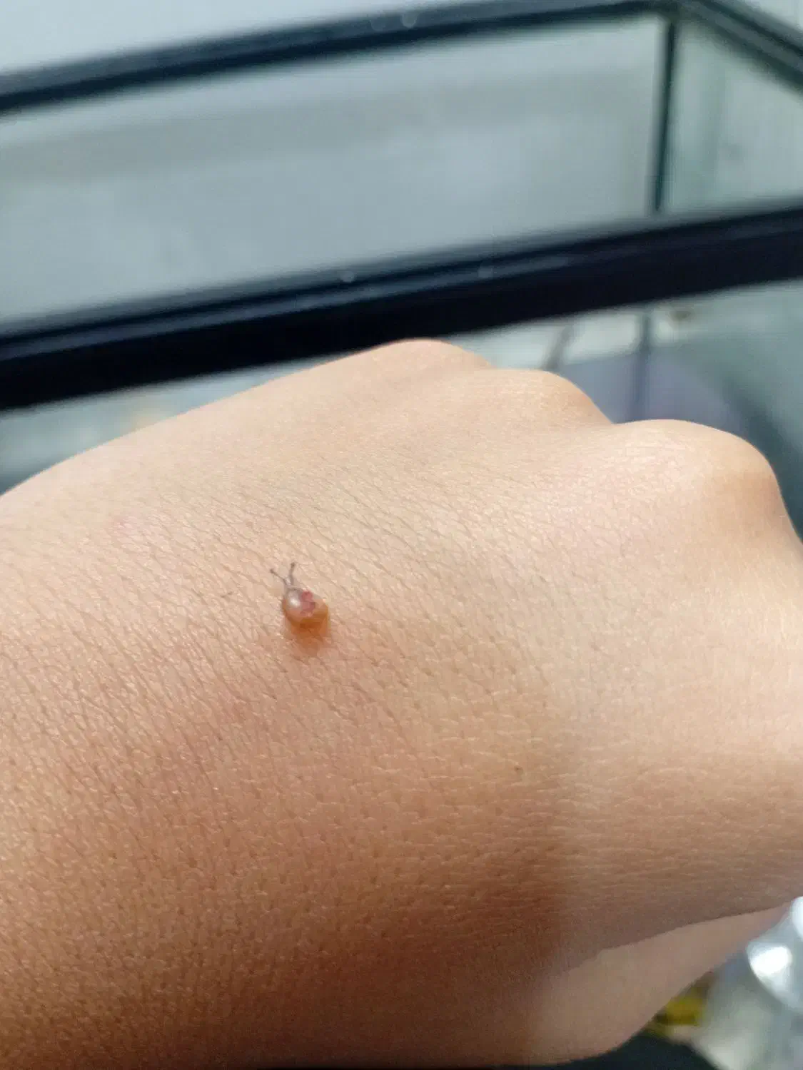 چند عدد بچه حلزون|خزنده|کاشان, شهرک ۲۲ بهمن|دیوار