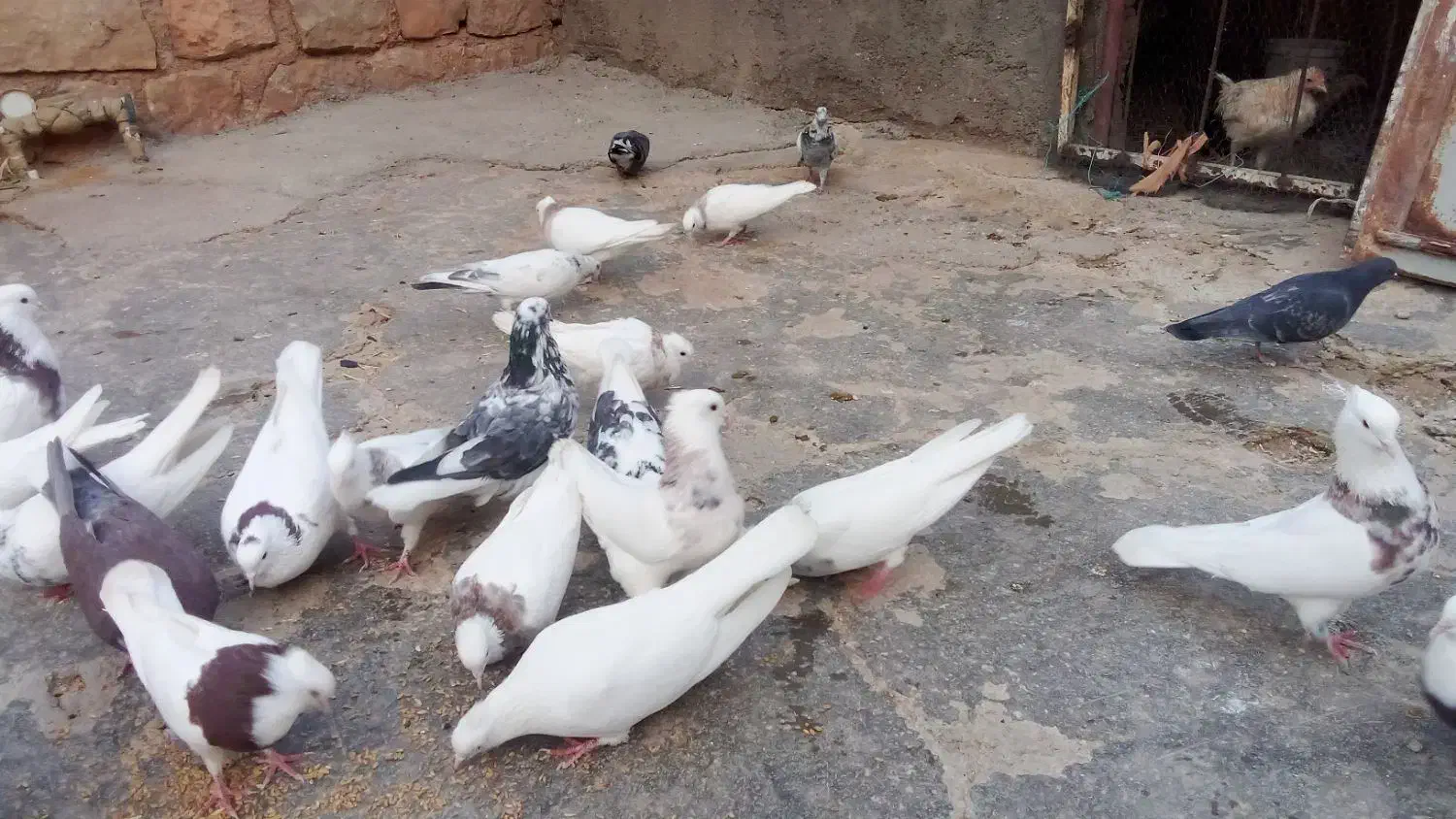 کبوتر|پرنده|ایوان, |دیوار