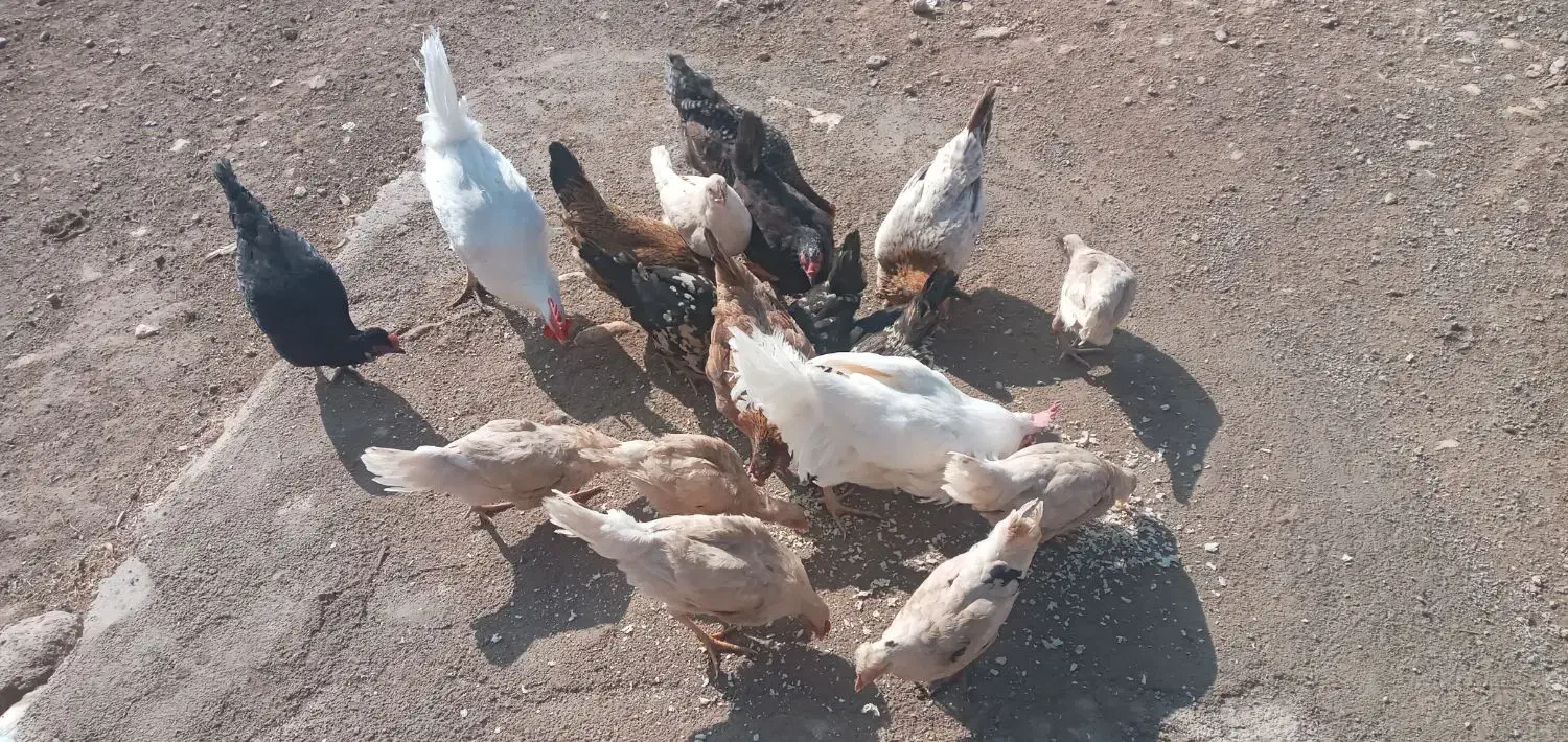 مرغ خروس جوجه|حیوانات مزرعه|کوهدشت, |دیوار