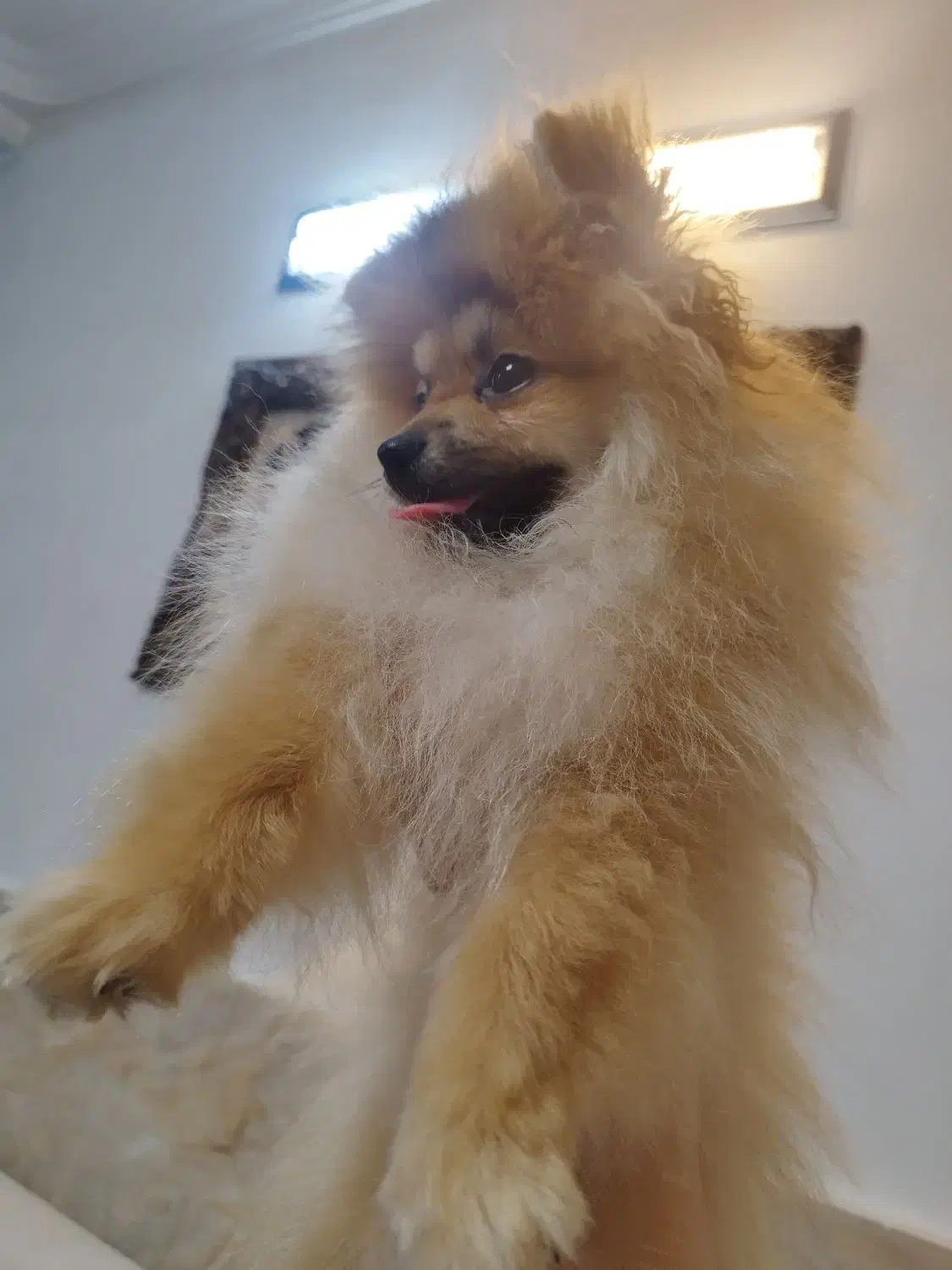 سگ پامرانین خرسی|سگ|قائمشهر, |دیوار