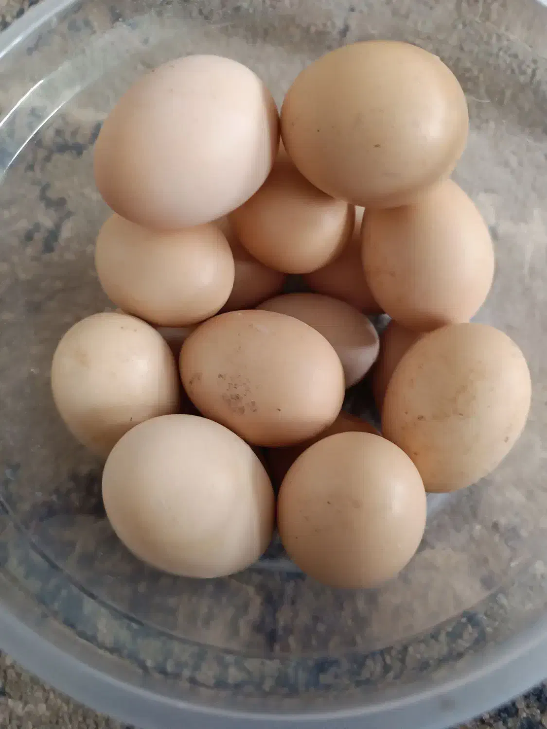 خاگ یاتخم لاری|حیوانات مزرعه|برازجان, |دیوار