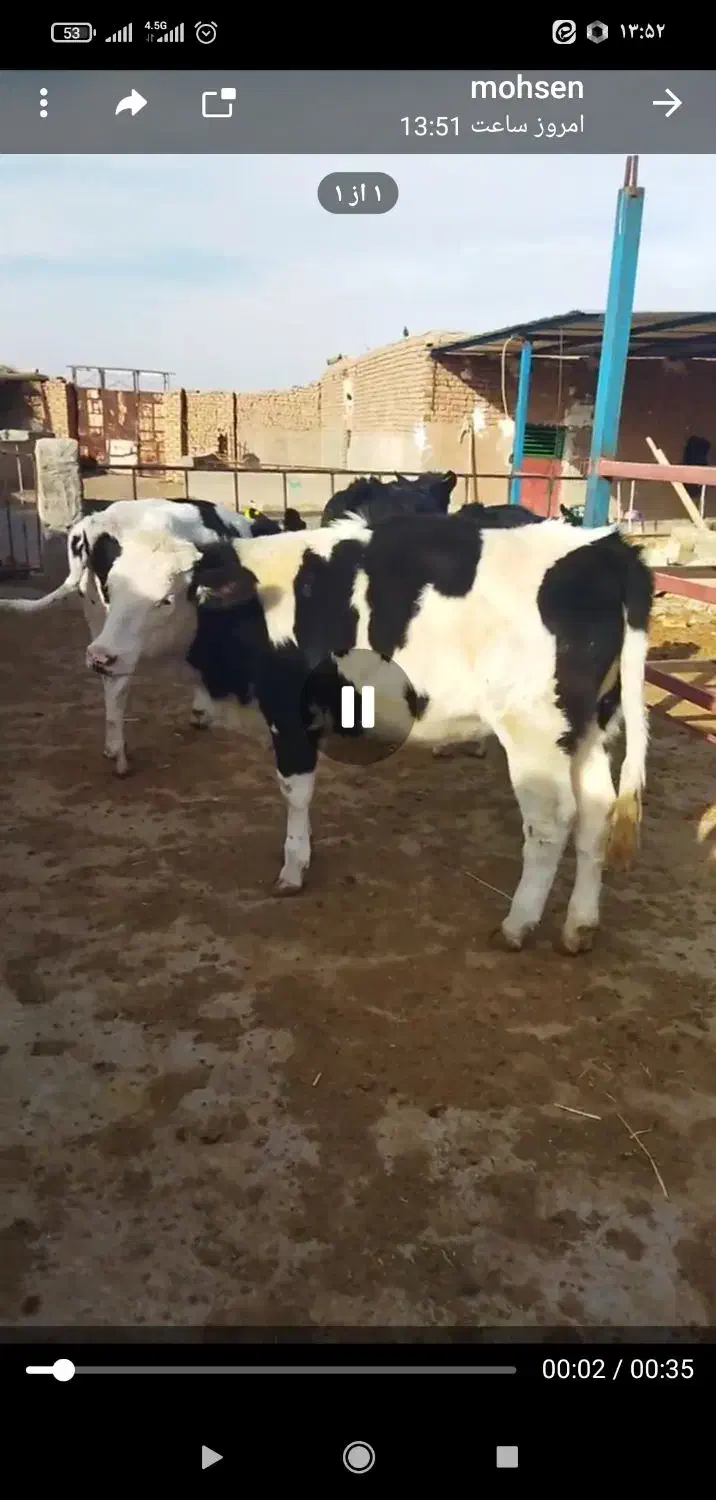 گاو و گوساله|حیوانات مزرعه|رشتخوار, |دیوار