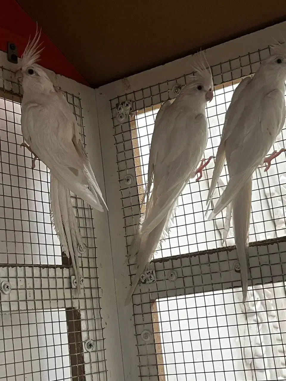 عروس البینو چشم شرابی|پرنده|بم, |دیوار