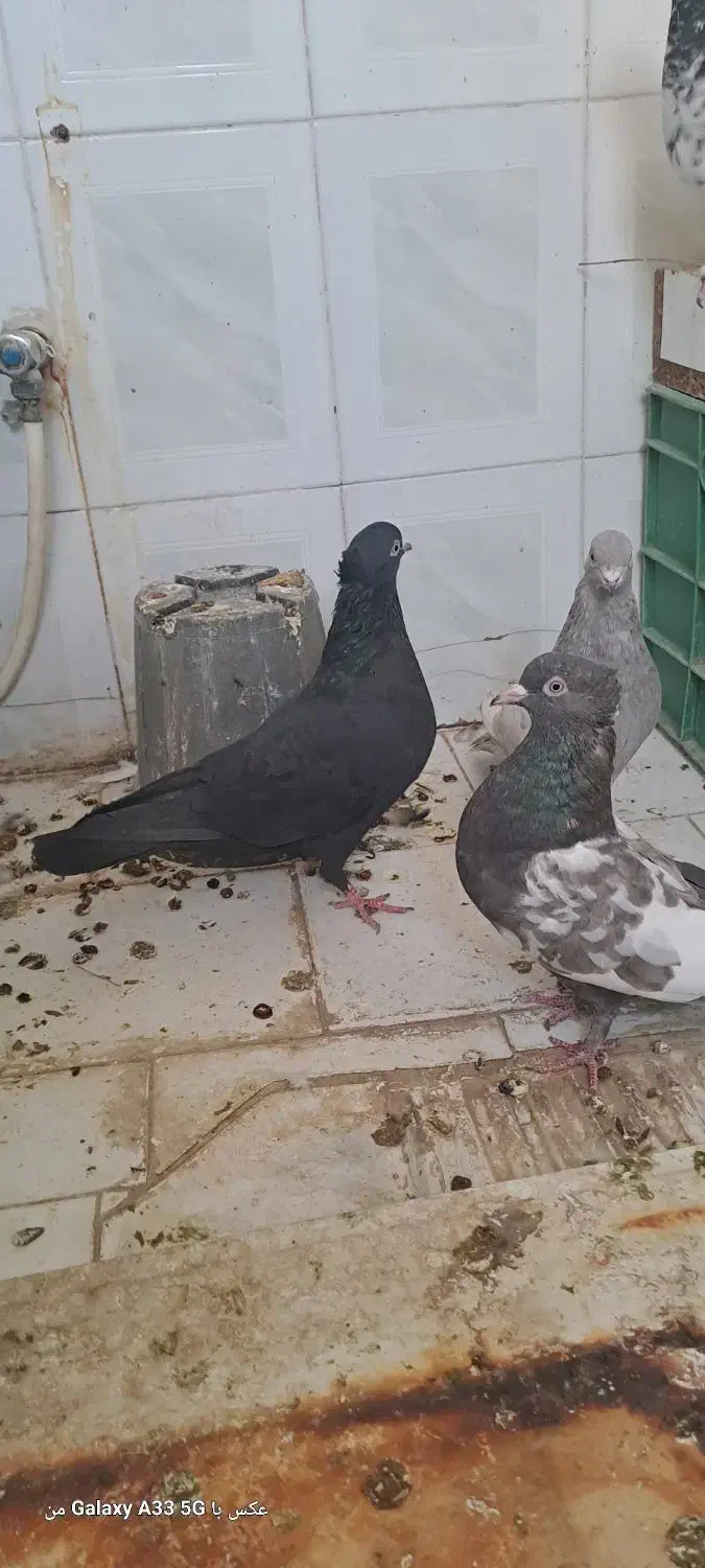 ماده|پرنده|شیراز, شهرک بزین|دیوار