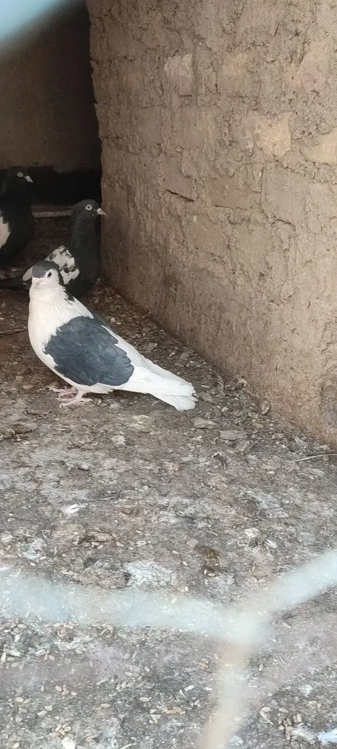 پرنده|پرنده|کرباسک, |دیوار