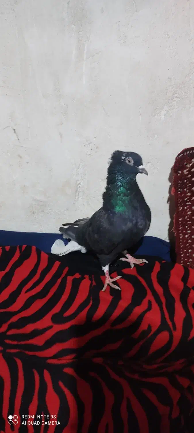 سیاه دم سفید|پرنده|بوشهر, |دیوار