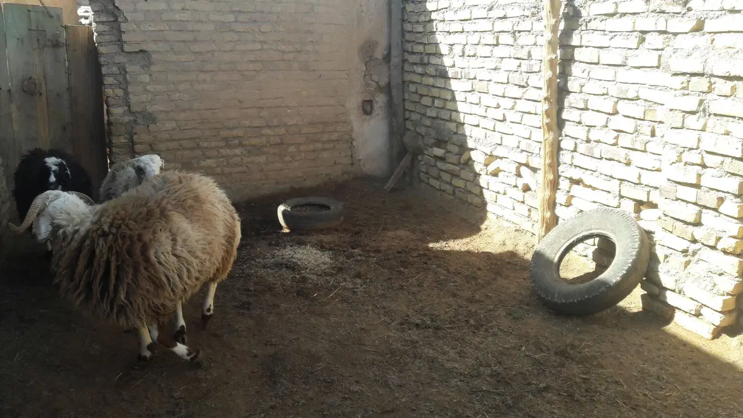 بره نر|حیوانات مزرعه|مشهد, تربیت (صدف)|دیوار