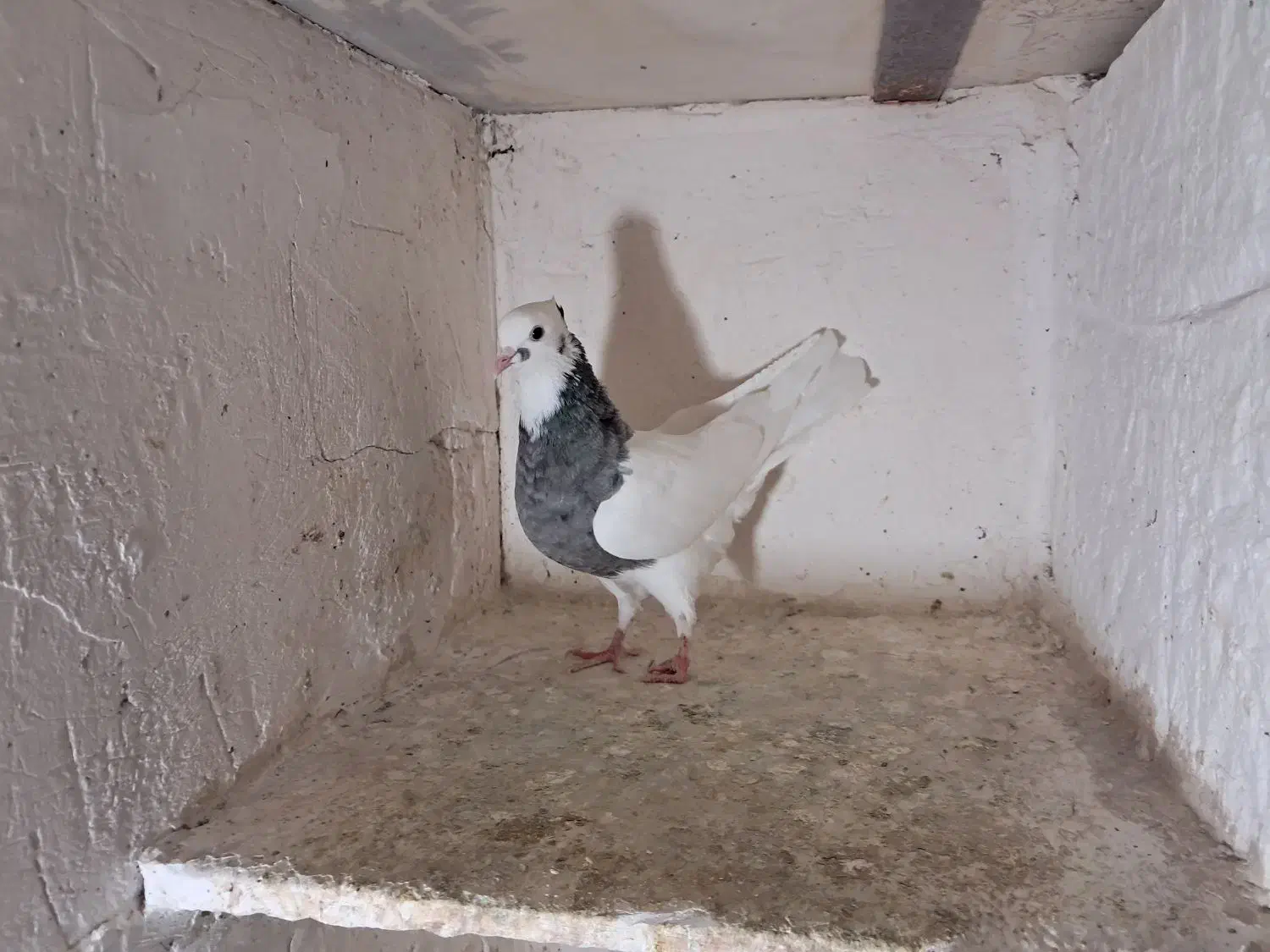 کبوتر|پرنده|بیجار, |دیوار