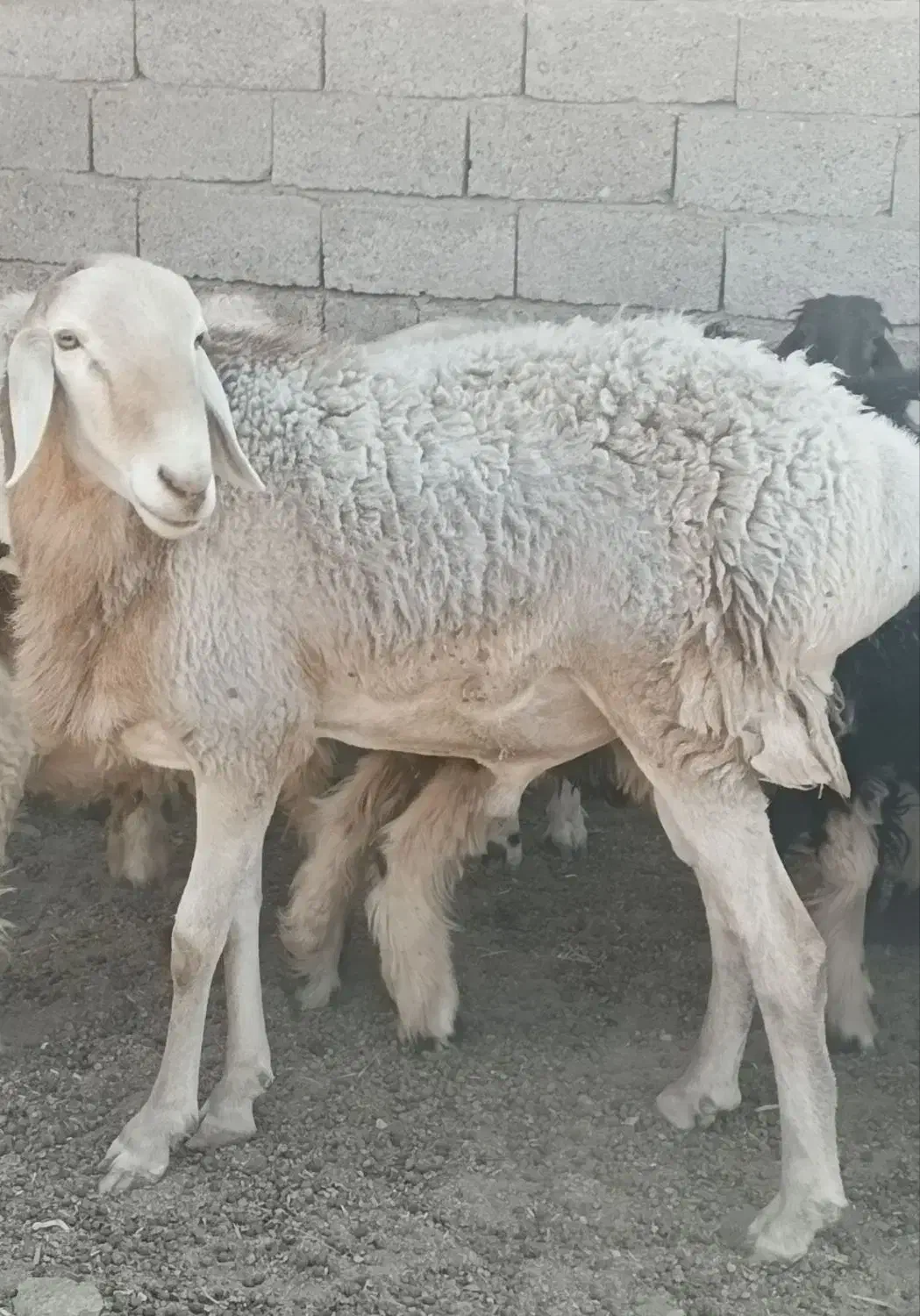 فروش قوچ چینی|حیوانات مزرعه|خفر, |دیوار