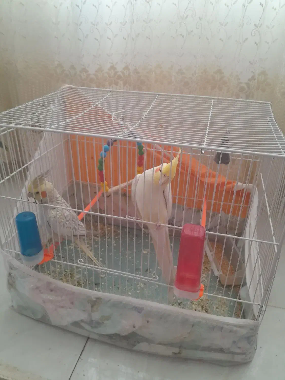 عروس هلندی نر ماده به شرت تخم جوجه|پرنده|سرایان, |دیوار