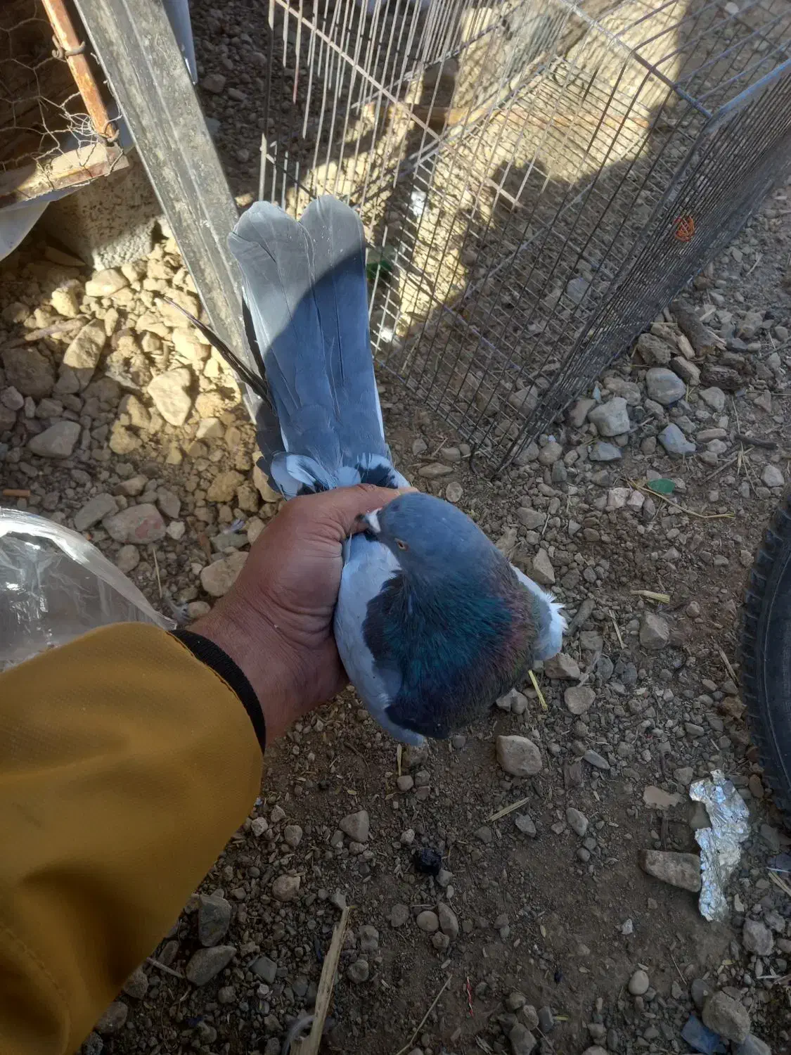 کبوتر پر سگ ذات|پرنده|سامان, |دیوار