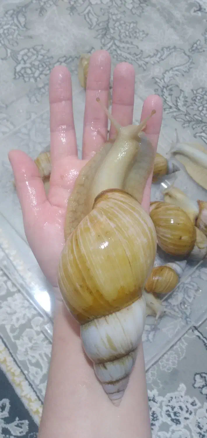 حلزون کلاژن ساز|خزنده|فشاپویه, |دیوار