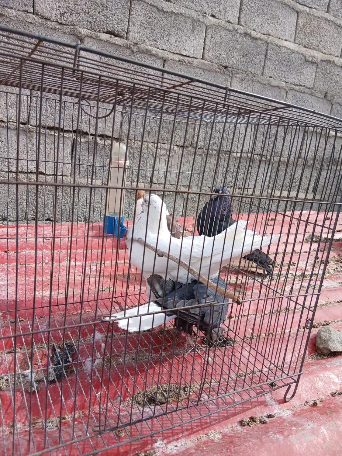 کبوتر|پرنده|جیرفت, |دیوار