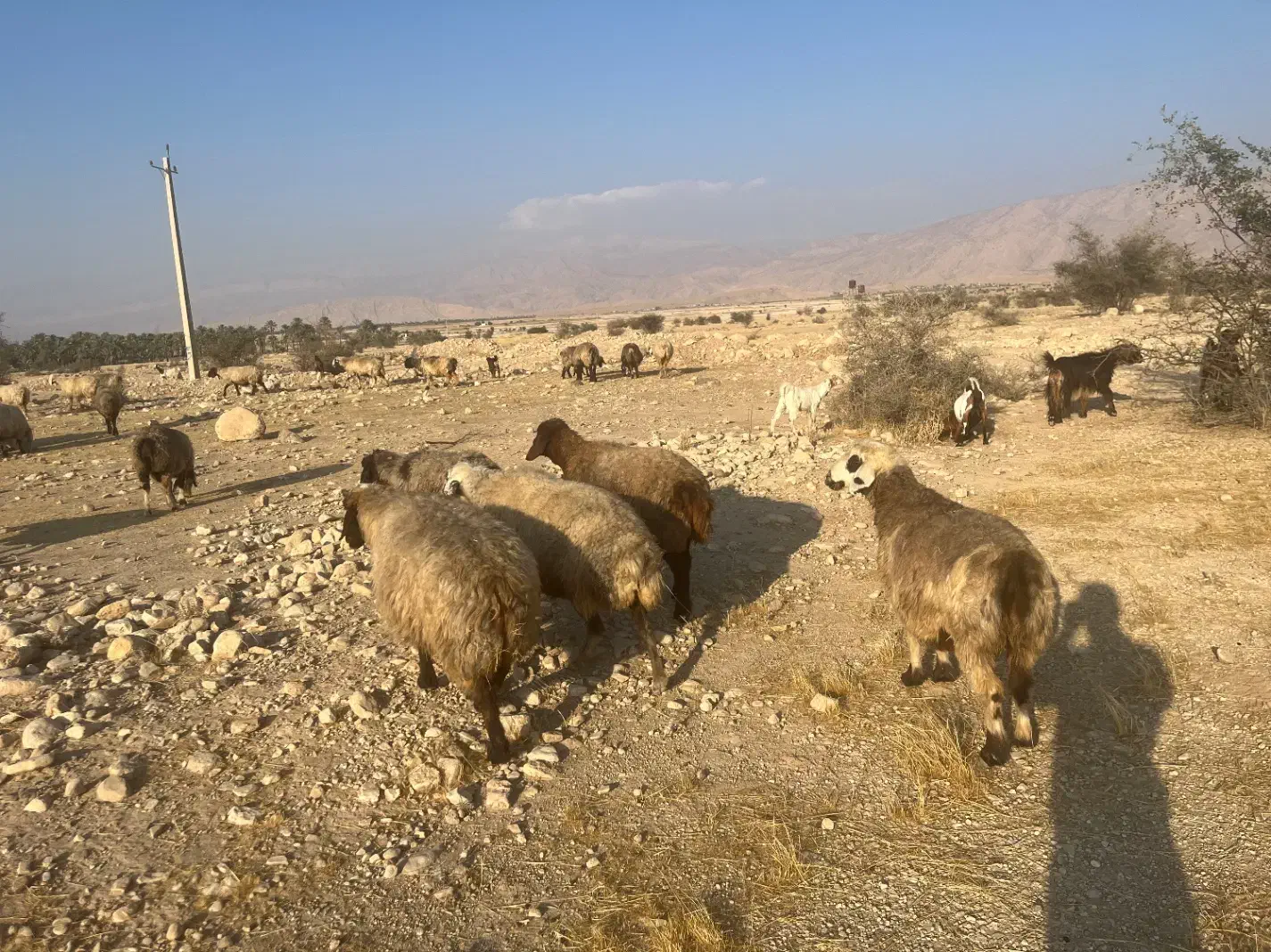 فروش40راس میش گوسفند ترکی بختیاری بره دار|حیوانات مزرعه|کازرون, |دیوار