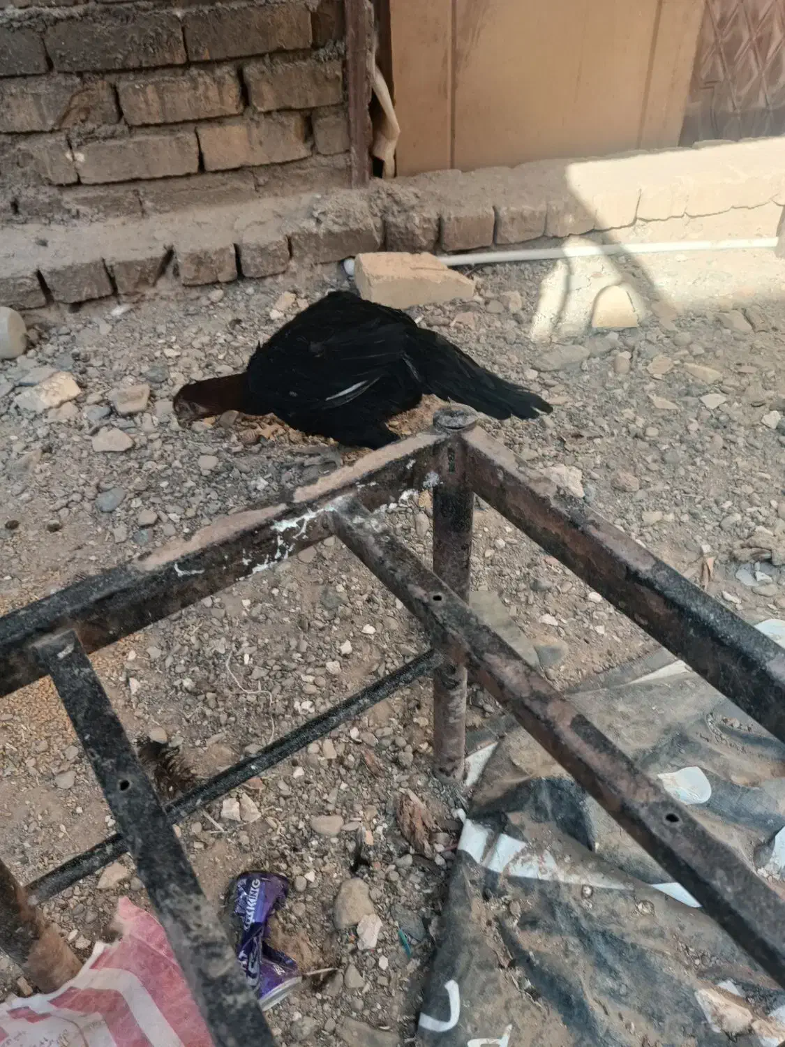 دوتا خروس لاری سه تا مرغ لاری|حیوانات مزرعه|قم, علی آباد سعدگان|دیوار