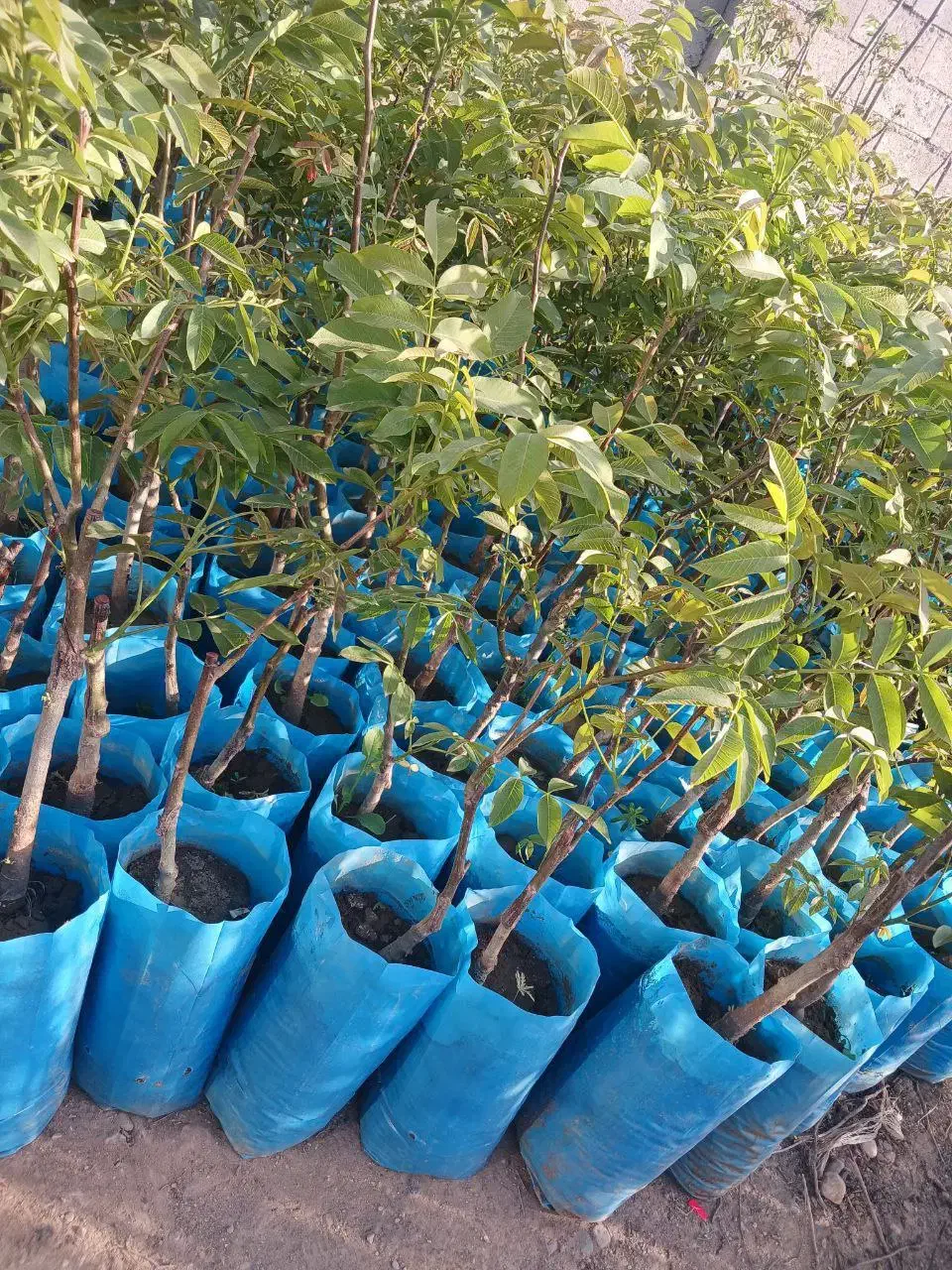 نهال گردو دیرگل تضمین مقاومت به سرما و باردهی بالا|خدمات باغبانی و درختکاری|میاندوآب, |دیوار