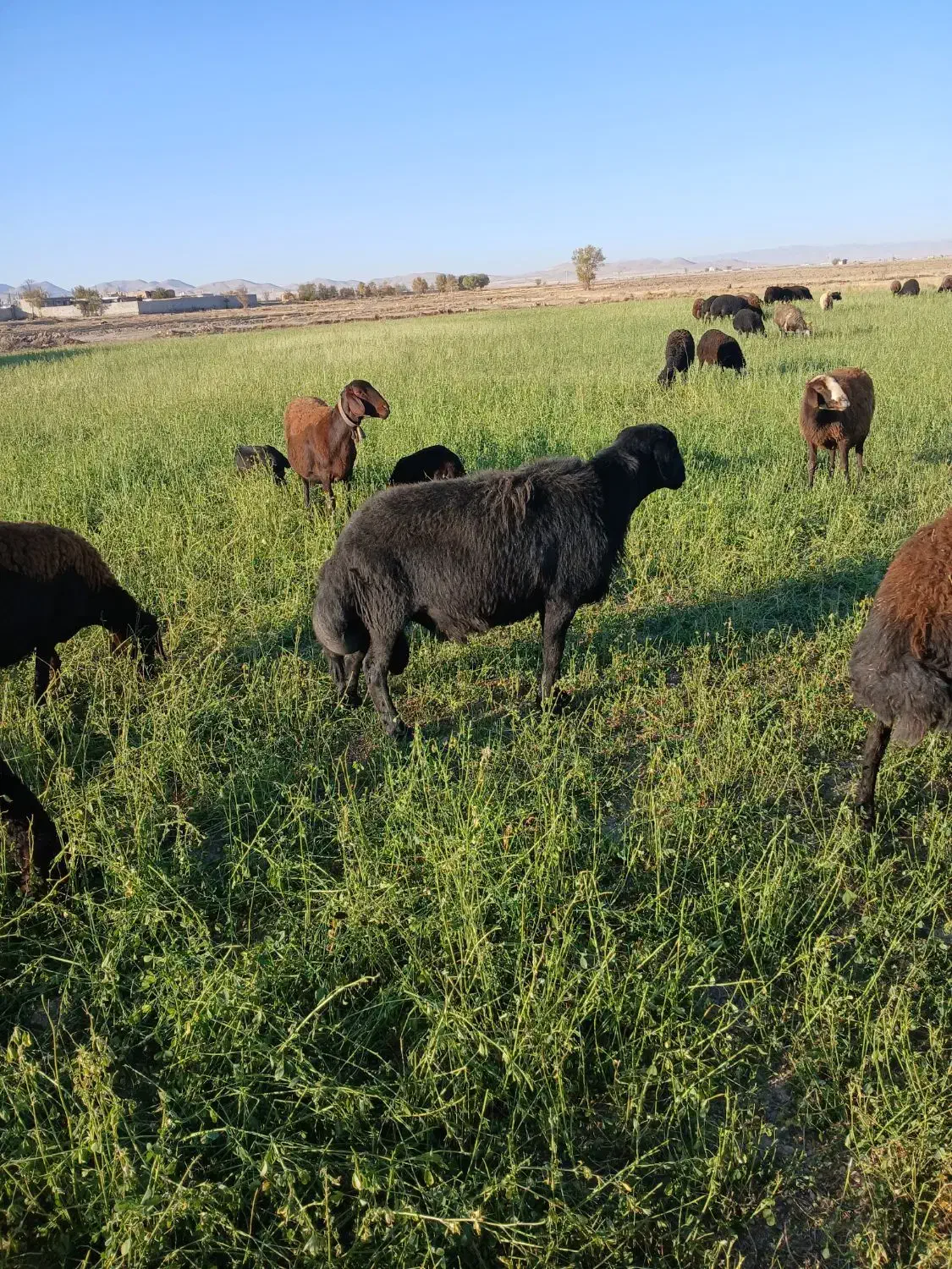 قوچ قره قزل|حیوانات مزرعه|رزن, |دیوار