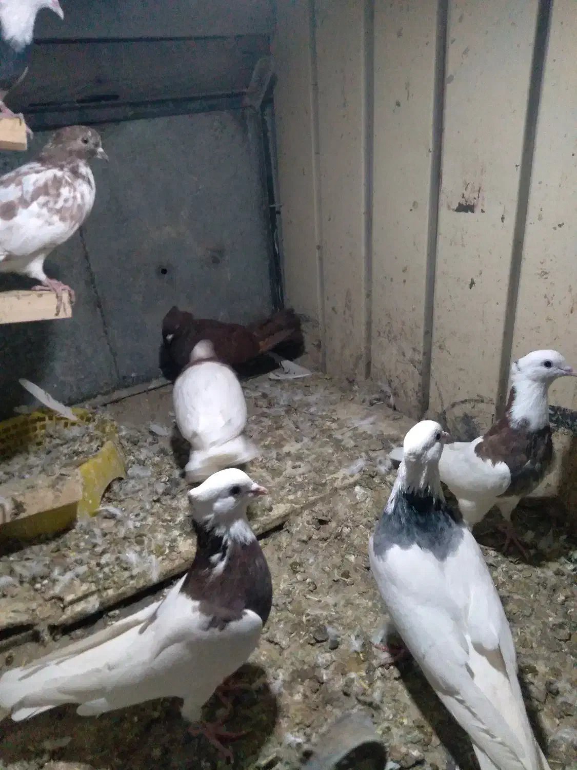 چندعددطوقی با یه ماده سرخ خونی|پرنده|شیروان (لرستان), |دیوار