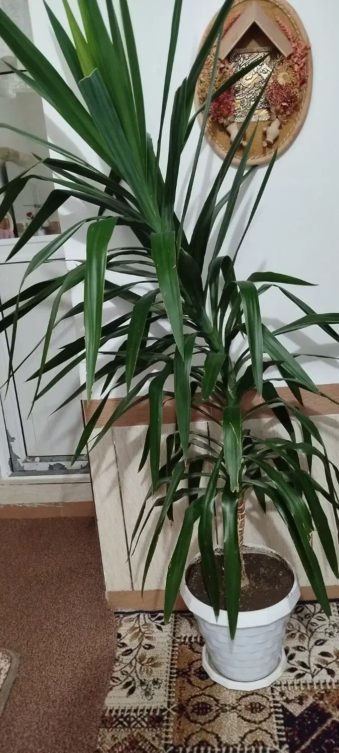 گل یوکای بزرگ|گل و گیاه طبیعی|بانه, |دیوار