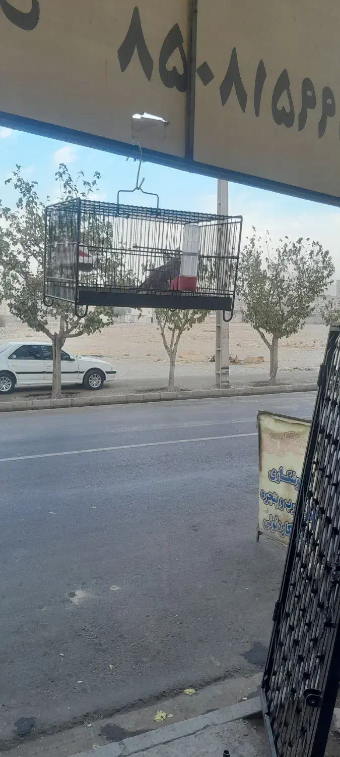 یک عدد سهره خاکی مثت خون|پرنده|فردیس, ثابتی|دیوار