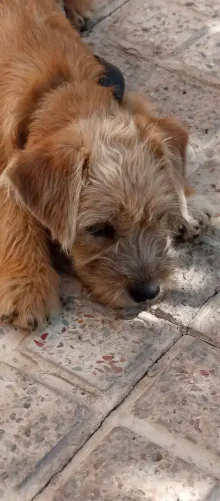 توله پاکوتاه نژادتریر وپودل سه ماهه قیمت 2میلیون|سگ|کرمان, |دیوار