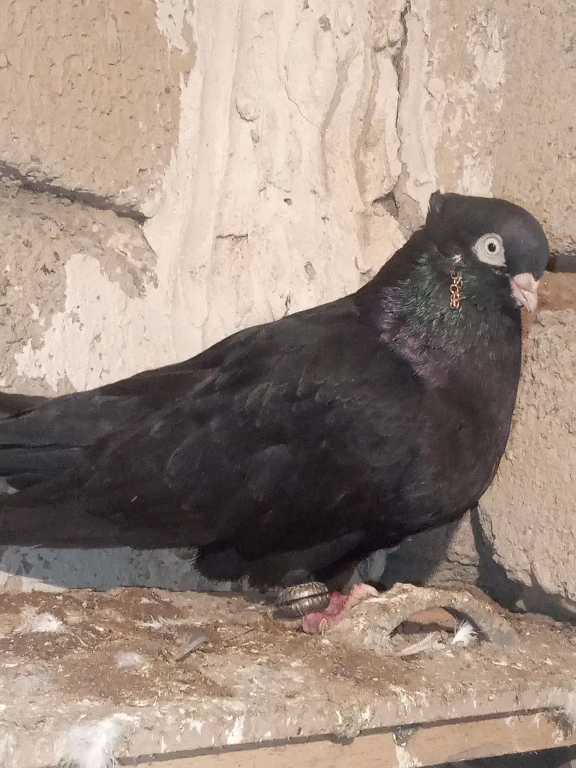 کبوتر تک|پرنده|سیلوانه, |دیوار