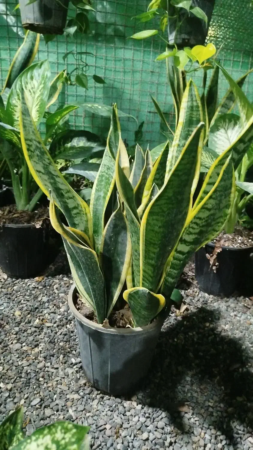 فروش ویژه کرواتی ابلق بصورت ریشه لخت وگلدانی|عمده‌فروشی|بهشهر, |دیوار