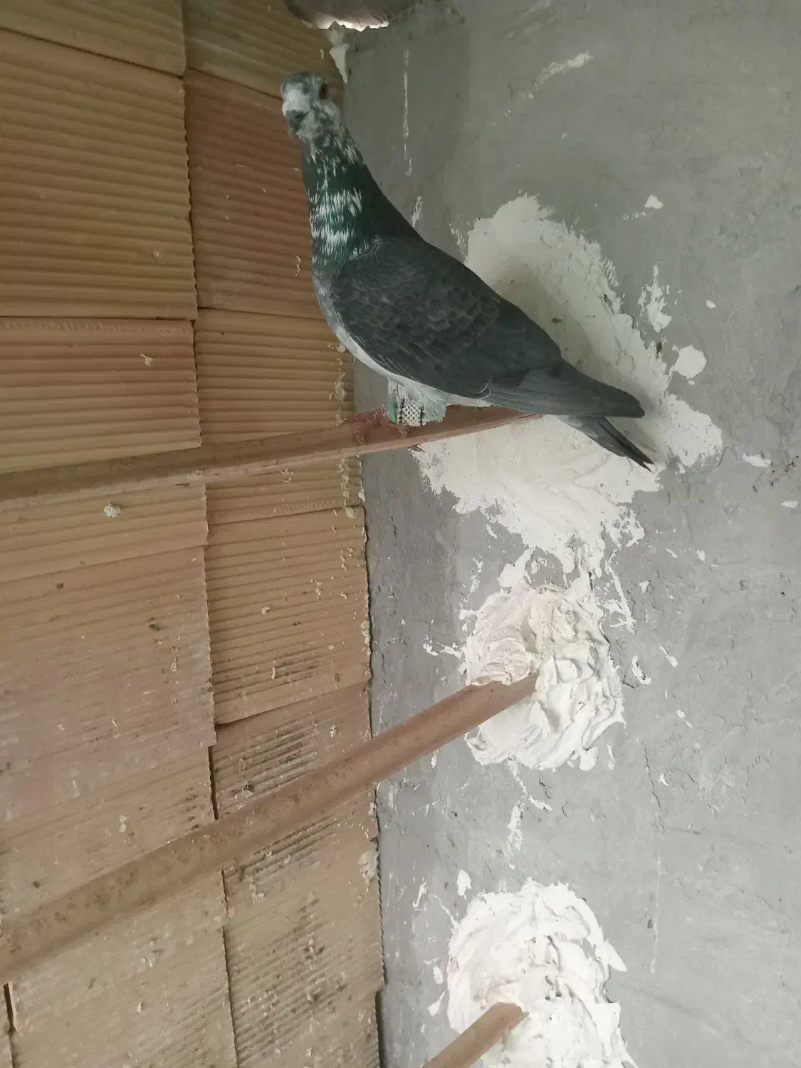 پرنده|پرنده|برازجان, |دیوار