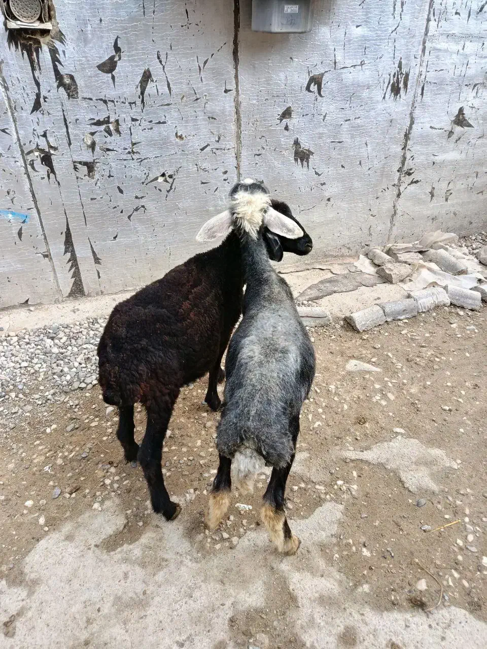 بره افشاری مخصوص پرواری (گوسفند)|حیوانات مزرعه|گنبد کاووس, |دیوار