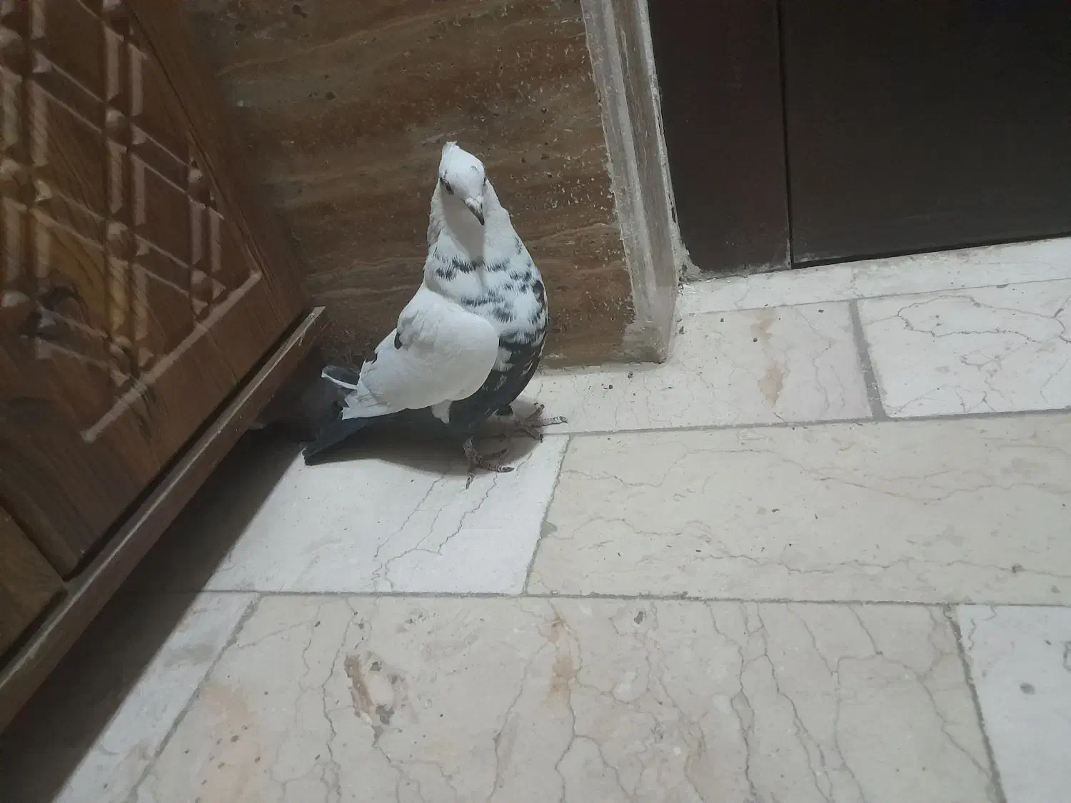 کبوتر دمبی ماده پرشی|پرنده|قم, زنبیل آباد|دیوار