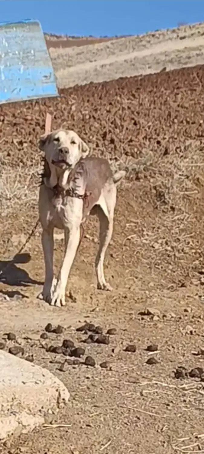 سگ پژدر گمشده|حیوانات|شاهین دژ, |دیوار