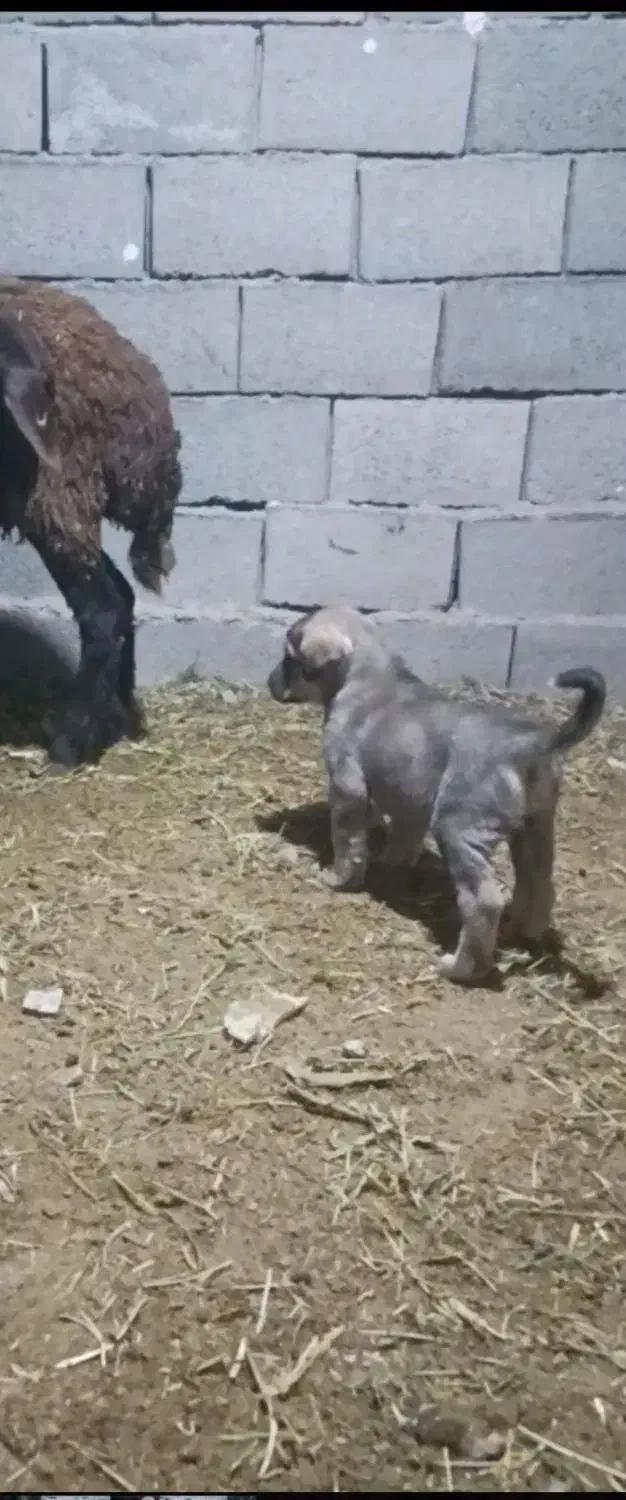 واگذاری توله سگ ماده اصیل|سگ|مهربان, |دیوار