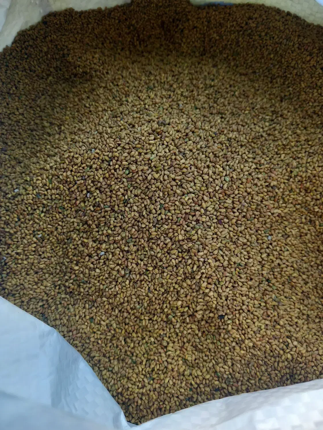 بذ ر یونجه بغدادی|حیوانات مزرعه|ریگ, |دیوار