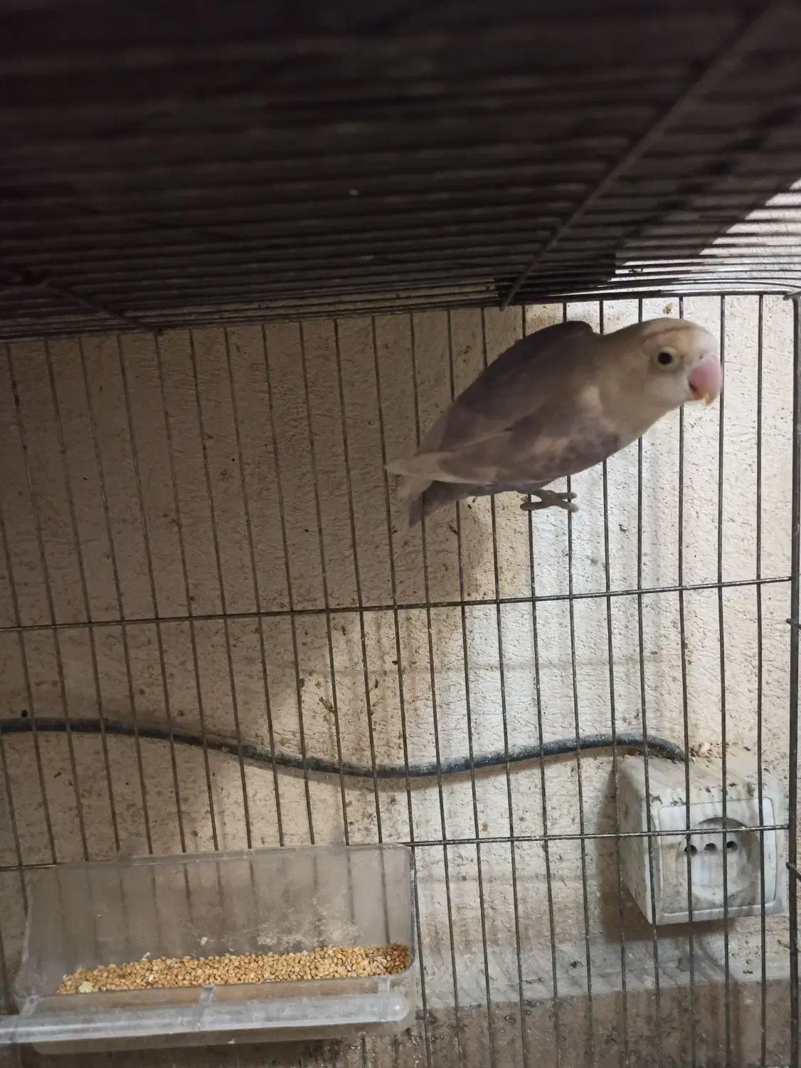 طوطی برزیلی|پرنده|ملارد, |دیوار