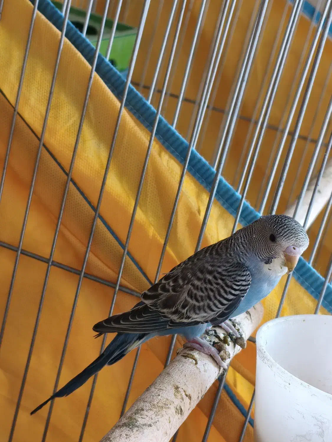 جوجه مرغ عشق نر|پرنده|شیراز, شهرک رضوان|دیوار