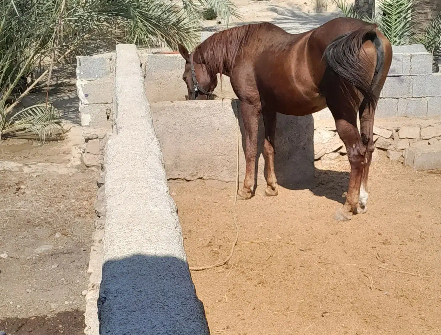 مادیان بجنگ|اسب و تجهیزات اسب‌سواری|کازرون, |دیوار