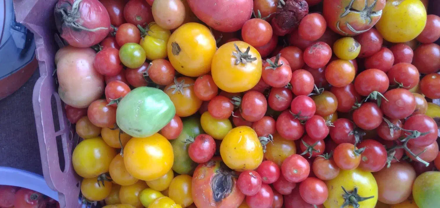 فروش گوجه فرنگی|خوردنی و آشامیدنی|قره ضیاالدین, |دیوار