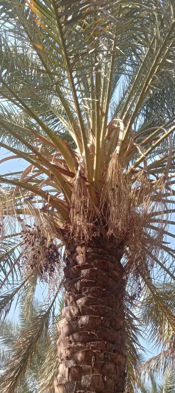 درخت گرازی انجام میشود هرتعداد که باشن|خدمات باغبانی و درختکاری|بم, |دیوار