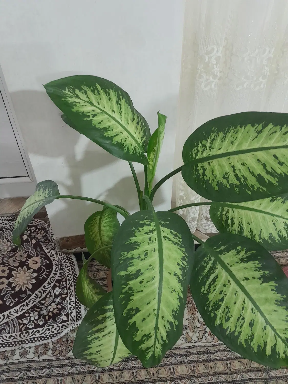 دیفن|گل و گیاه طبیعی|نمین, |دیوار