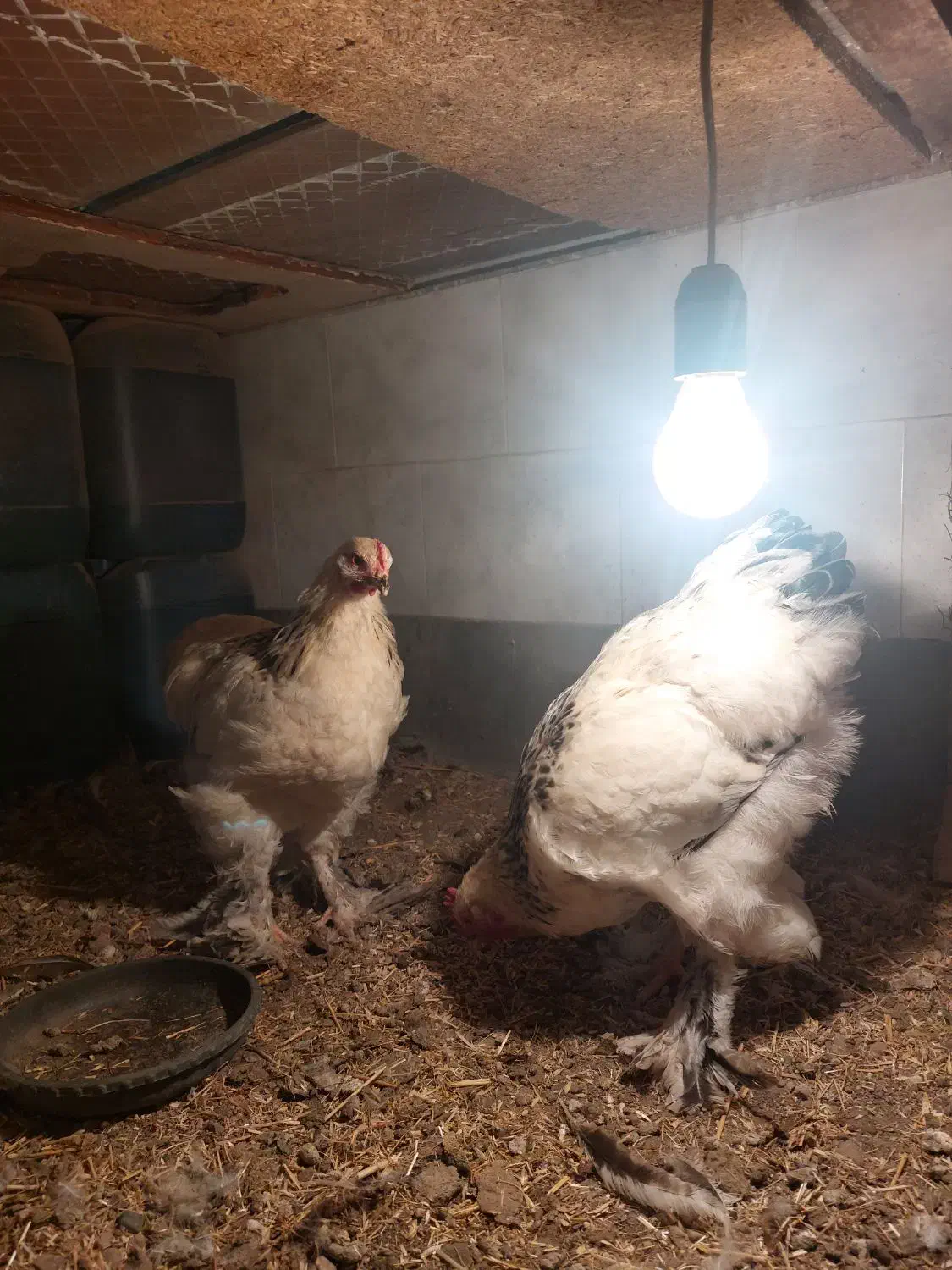 نیمچه برهما|حیوانات مزرعه|مرند, |دیوار