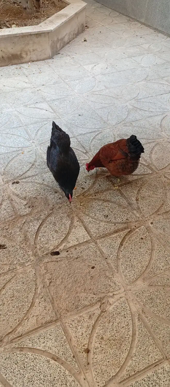 مرغ تخم گذار|حیوانات مزرعه|نسیمشهر, |دیوار